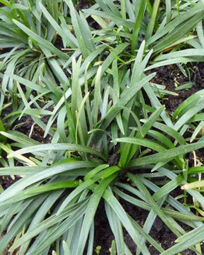 Ophiopogon japonicus Minor - jardins - OPHIOPOGON JAPONICUS MINOR