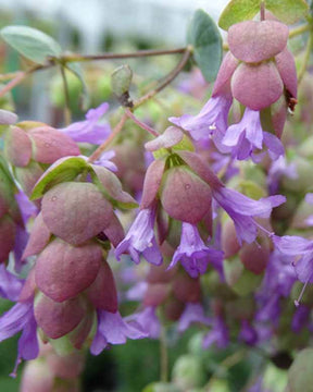 Origan Amethyst Falls - jardins - Origanum Amethyst Falls