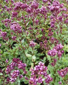 Origan Herrenhausen - jardins - ORIGANUM LAEVIGATUM HERRENHAUSEN