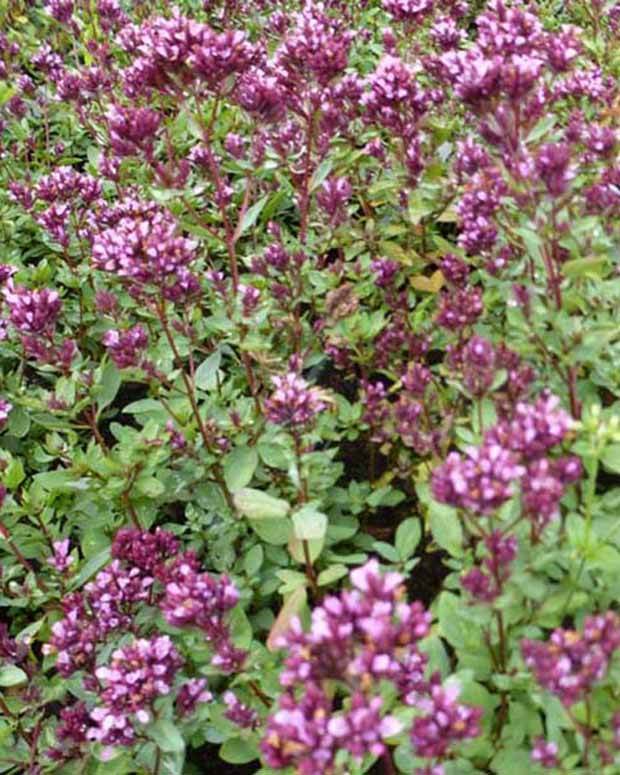 Origan Herrenhausen - jardins - ORIGANUM LAEVIGATUM HERRENHAUSEN