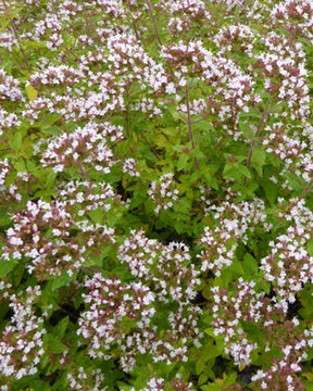 3 Origan doré - jardins - ORIGANUM VULGARE AUREUM