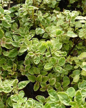 Origan panaché Country Cream - jardins - Origanum vulgare Country Cream