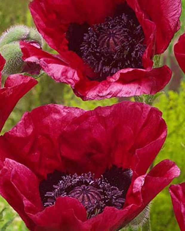 Pavot d Orient Marlene - Coquelicot géant Pavot - Papaver orientale Marlene