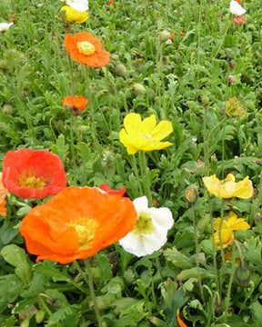 Pavot d Islande Gartenzwerg - Coquelicot géant Pavot - PAPAVER NUDICAULE GARTENZWERG