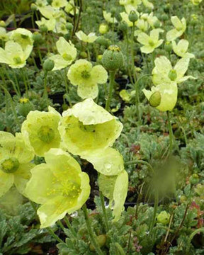 Pavot d Islande Pacino - Coquelicot géant Pavot - Papaver nudicaule Pacino Yellow