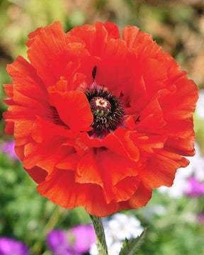 Pavot d Orient Eyecatcher - Coquelicot géant Pavot - Papaver orientale Eyecatcher