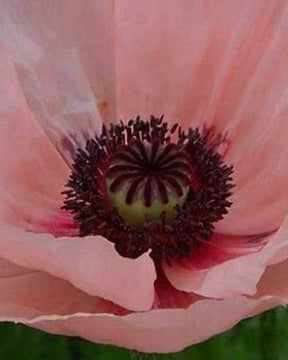 Pavot d Orient Queen Alexandra - Coquelicot géant Pavot - PAPAVER ORIENTALE QUEEN ALEXANDRA