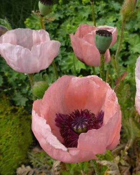 Pavot d Orient Prinzessin Viktoria Luise - Coquelicot géant Pavot - Papaver orientale Prinzessin Viktoria Luise