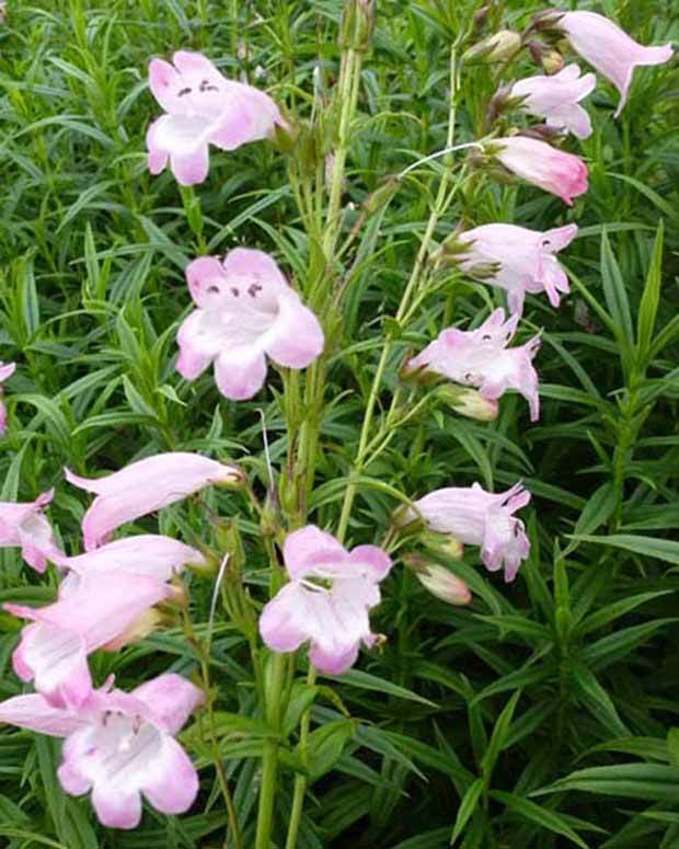 Galane Apple Blossom - Penstemon - Fleurs vivaces - Penstemon Apple Blossom