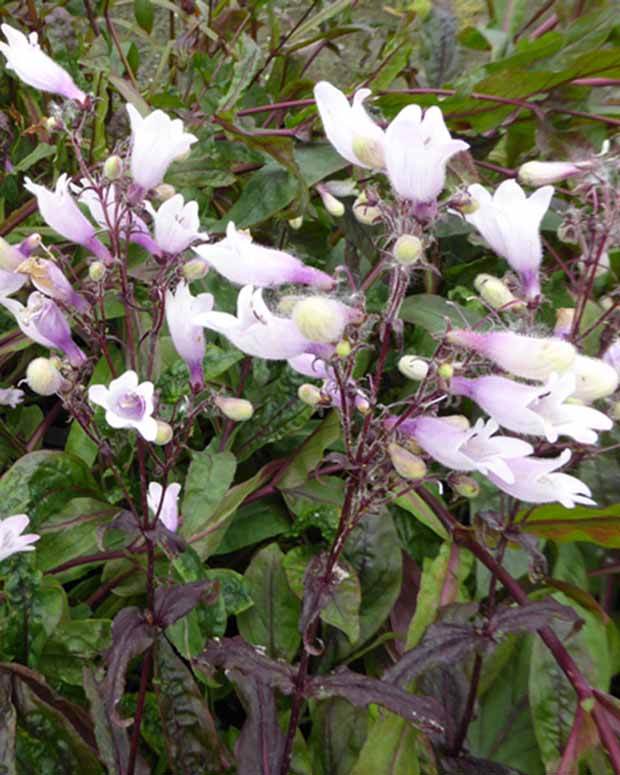 Galane Dark Tower - Penstemon - Fleurs vivaces - Penstemon Dark Towers