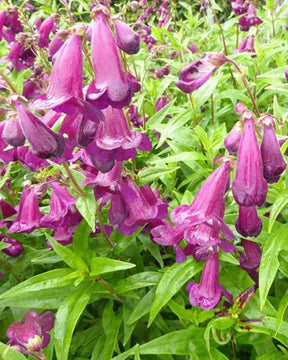 Galane Raven - Penstemon - Fleurs vivaces - Penstemon Raven