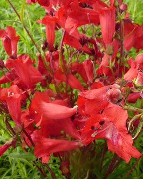 Galane Schoenholzeri - Penstemon - Fleurs vivaces - Penstemon Schoenholzeri