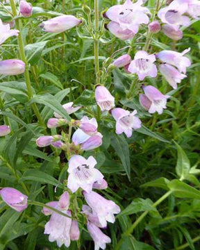 Galane Stapleford Gem - Penstemon - Fleurs vivaces - Penstemon Stapleford Gem