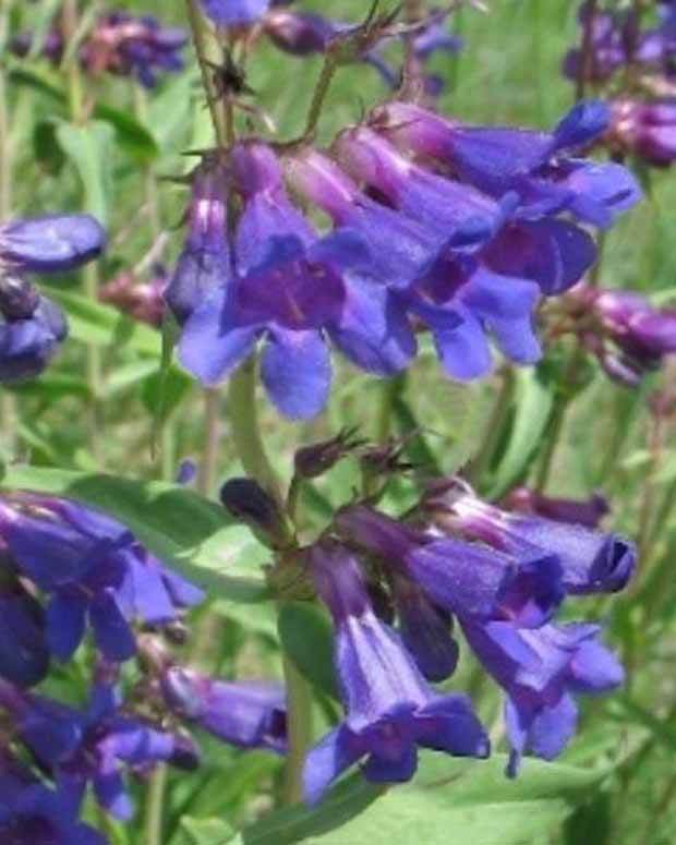 3 Penstemon mensarum Galanes - Fleurs vivaces - PENSTEMON MENSARUM