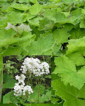 Petasites albus Pétasite blanc - jardins - PETASITES ALBUS