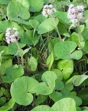 Héliotrope dhiver Pétasite odorant Petasites fragrans - jardins - Petasites pyrenaicus