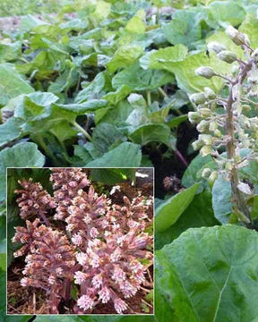 Grand pétasite - jardins - PETASITES HYBRIDUS