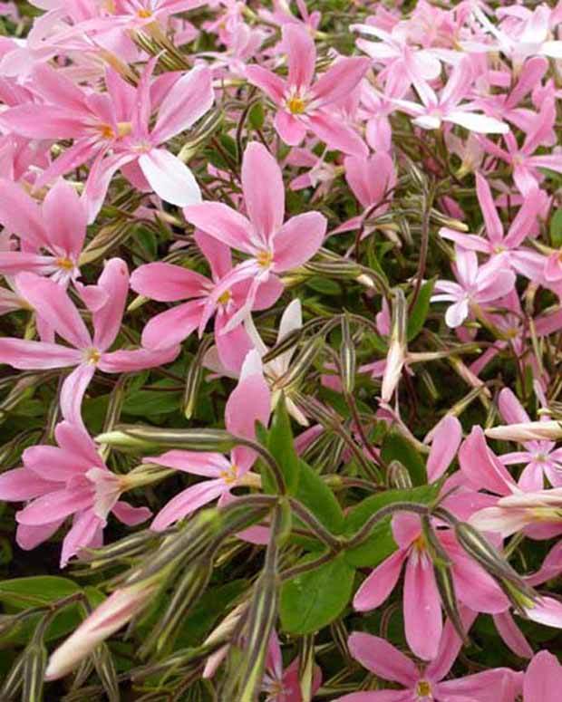 Phlox relevé Wagon Wheel - Fleurs vivaces - Phlox adsurgens Wagon Wheel