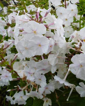 3 Phlox maculés Miss Lingard - Fleurs vivaces - Phlox carolina Miss Lingard