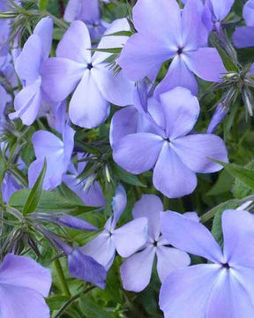 Phlox divariqué Blue Moon - Fleurs vivaces - Phlox Blue Moon