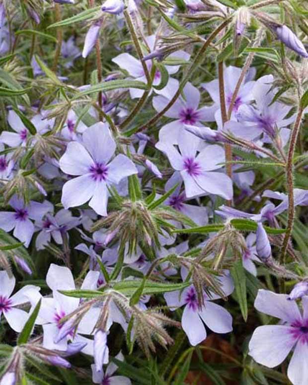 Phlox divaricata Chattahoochee - Fleurs vivaces - PHLOX DIVARICATA CHATTAHOOCHEE