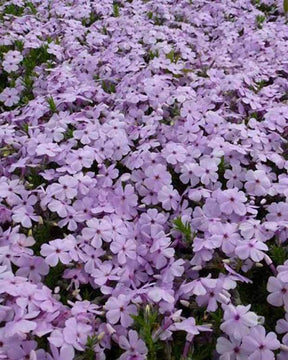 3 Phlox nains Lilac Cloud - Fleurs vivaces - PHLOX DOUGLASII LILAC CLOUD