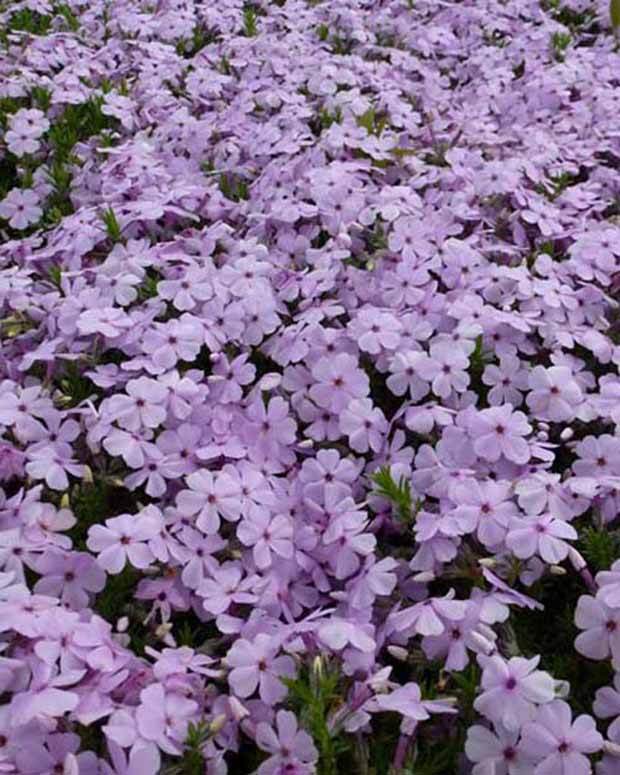 3 Phlox nains Lilac Cloud - Fleurs vivaces - PHLOX DOUGLASII LILAC CLOUD