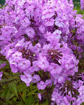 3 Phlox maculés Alpha - Fleurs vivaces - PHLOX MACULATA ALPHA