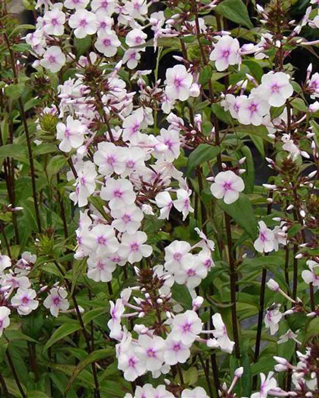 Phlox maculé Delta - Fleurs vivaces - Phlox Delta