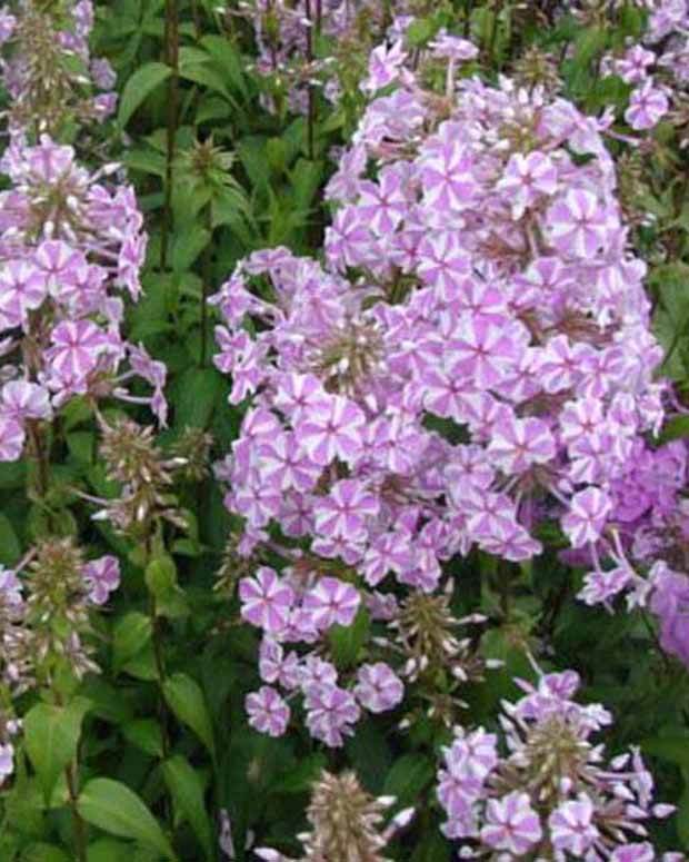 Phlox maculé Natascha - Fleurs vivaces - Phlox maculata Natascha