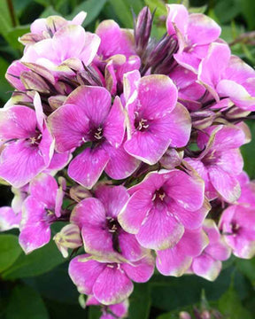 Phlox paniculé Auréole - Fleurs vivaces - Phlox Aureole