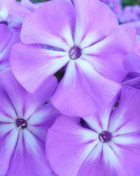 Phlox paniculé Blue Boy - Fleurs vivaces - PHLOX PANICULATA BLUE BOY