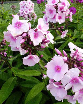 Phlox paniculé Bright Eyes - Fleurs vivaces - PHLOX PANICULATA BRIGHT EYES