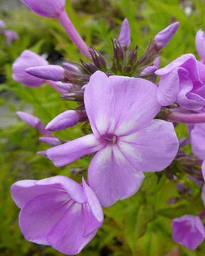 Phlox paniculé David s Lavender - Fleurs vivaces - Phlox Davids Lavender