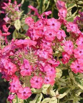 Phlox paniculé Elisabeth - Fleurs vivaces - Phlox Elisabeth