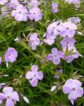 Phlox paniculé Forever Pink - Fleurs vivaces - PHLOX PANICULATA FOREVER PINK