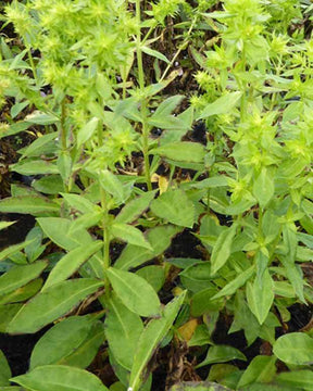 Phlox paniculé Green Lion - Fleurs vivaces - Phlox paniculata Green Lion