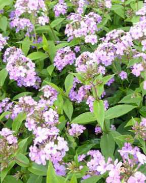 3 Phlox paniculés Hesperis - Fleurs vivaces - Phlox Hesperis