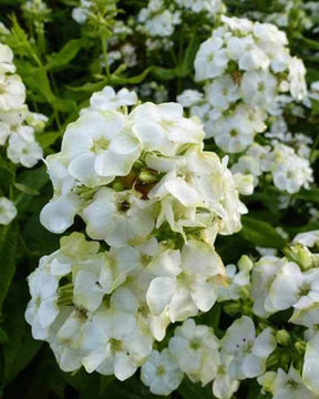 Phlox paniculé Jade Phlox paniculé - Fleurs vivaces - PHLOX PANICULATA JADE