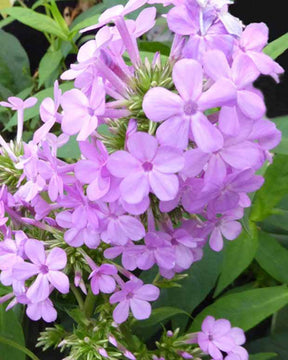 Phlox paniculé Jeana - Fleurs vivaces - Phlox Jeana