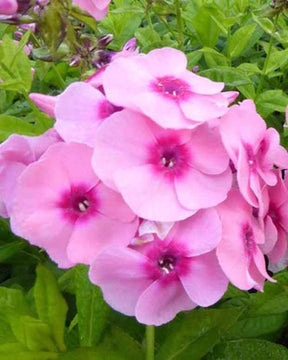 Phlox paniculé Jeff s Pink - Fleurs vivaces - Phlox paniculata Jeffs Pink