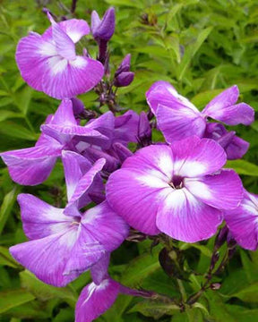 Phlox paniculé Laura - Fleurs vivaces - PHLOX PANICULATA LAURA