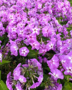 Phlox hybride Barten Lilac Flame - Fleurs vivaces - Phlox Barten LILAC FLAME