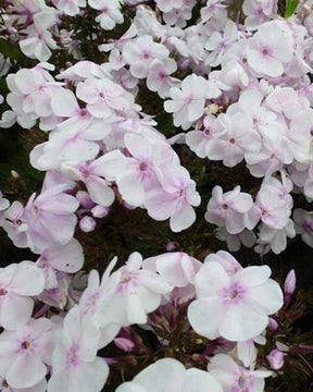 Phlox paniculé Monica Lynden Bell - Fleurs vivaces - Phlox Monica Lynden-Bell