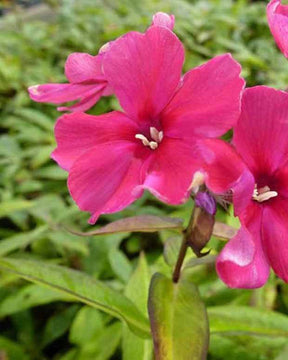 Phlox paniculé Neubert - Fleurs vivaces - Phlox Neubert