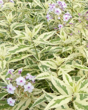 Phlox paniculé Nora Leigh - Fleurs vivaces - Phlox Nora Leigh