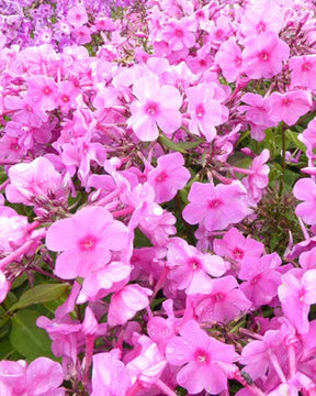 Phlox paniculé Pink Eye Flame - Fleurs vivaces - Phlox Bartwelve PINK FLAME