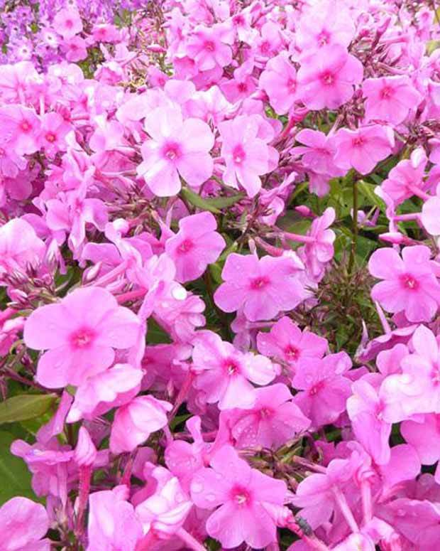 3 Phlox paniculés Pink Flame - Fleurs vivaces - Phlox Bartwelve PINK FLAME