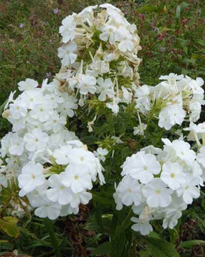 3 Phlox paniculés Rembrandt - Fleurs vivaces - Phlox Rembrandt