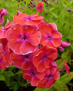 Phlox paniculé Red Flame - Fleurs vivaces - Phlox Barthirtysix RED FLAME